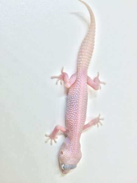 画像3: スーパーマックスノーアルビノリューシ　 (3)