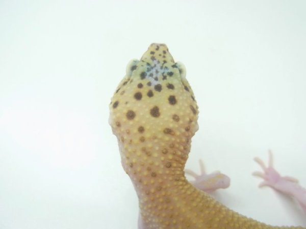 画像7: ブルースポットエクリプス　　　ヒョウモントカゲモドキ　レオパ　（ご売約頂きました♪） (7)