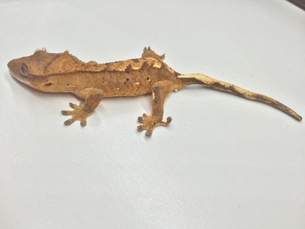 画像2: フレイム　オス　クレステッドゲッコー　ご売約 (2)