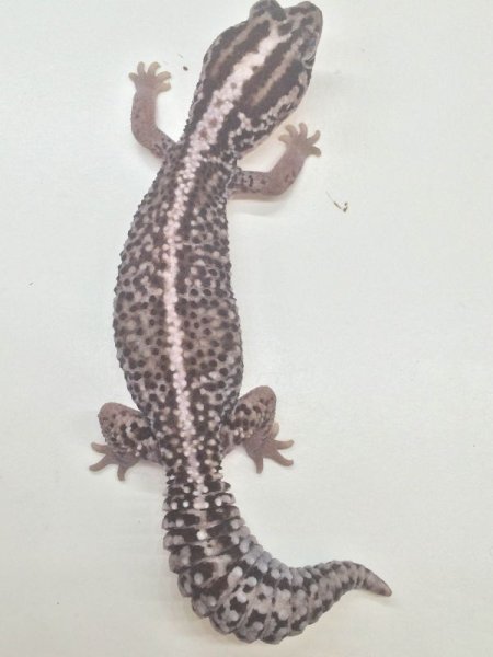 画像6: ホワイトアウトストライプ　完品　ニシアフリカトカゲモドキ　メス (6)