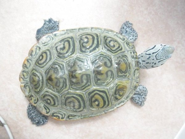 画像3: 極美♪カロリナダイヤモンドバックテラピンコンセントリック（ご売約済） (3)