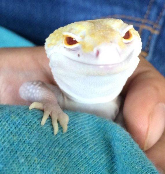 画像6: レイダーサングローエニグマ　メス　　ヒョウモントカゲモドキ (6)