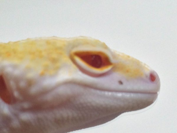 画像4: レイダーサングローエニグマ　メス　　ヒョウモントカゲモドキ (4)