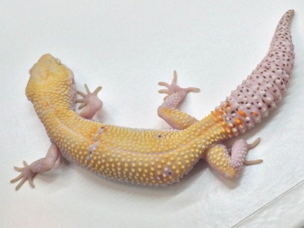 画像2: レイダーサングローエニグマ　メス　　ヒョウモントカゲモドキ (2)