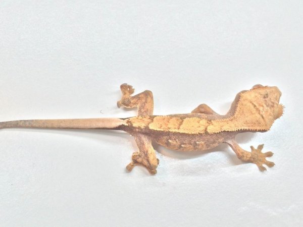 画像6: レッドクリーム　クレステッドゲッコー ご売約 (6)