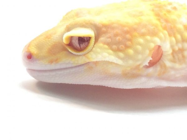 画像4: 新モルフ　パステル　♂　ヒョウモントカゲモドキ　ご売約 (4)