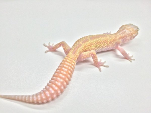 画像2: スノーアルビノエクリプスレッドアイ　♀　ヒョウモントカゲモドキ (2)