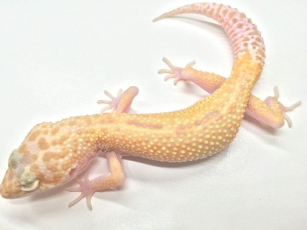 画像4: ラプター　オス　ヒョウモントカゲモドキ (4)