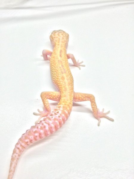 画像2: ラプター　オス　ヒョウモントカゲモドキ (2)