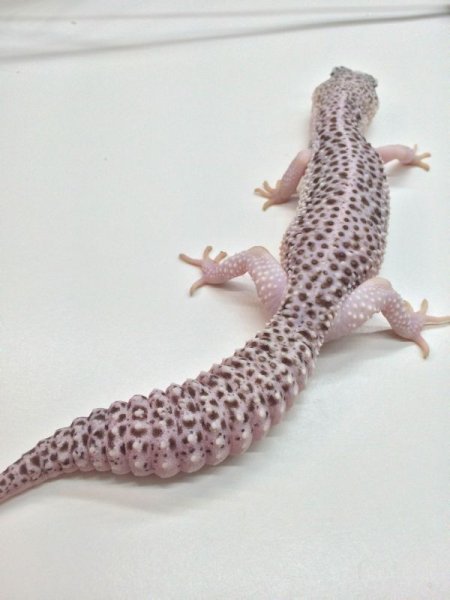 画像2: ギャラクシー　メス　ヒョウントカゲモドキ　ご売約 (2)