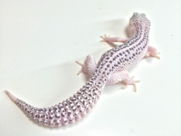 画像5: ギャラクシー　♂　　激レア　黄斑　パラドックス　発現　ヒョウモントカゲモドキ　 (5)