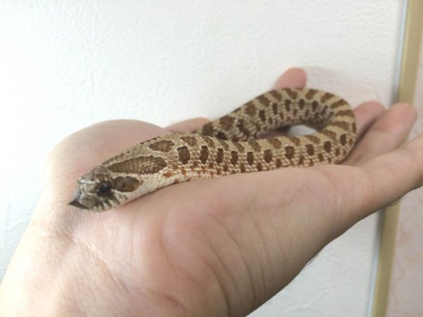 画像2: セイブシシバナヘビ★ＵＳＣＢ★ペア ご売約 (2)