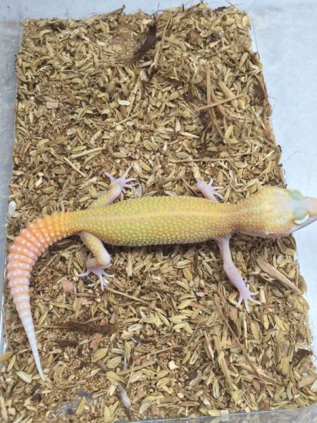 画像4: ゴジラジャイアントラプター　ヒョウモントカゲモドキ (4)