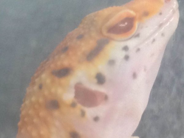 画像5: ベルエニグマ　　ヒョウモントカゲモドキ (5)