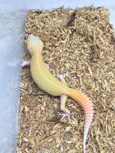 画像3: ゴジラジャイアントラプター　ヒョウモントカゲモドキ (3)