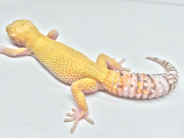 画像4: レイダー　ヒョウモントカゲモドキ (4)