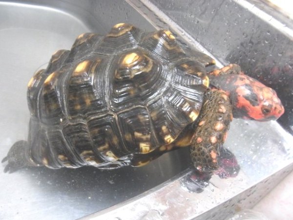 画像2: ブラジリアンチェリーヘッドアカアシガメブリーディングペア (2)