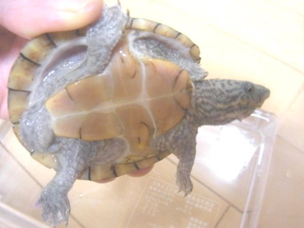 画像4: スジクビヒメニオイガメ★ペア (4)