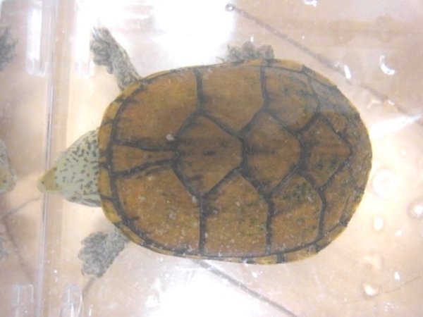 画像3: スジクビヒメニオイガメ★ペア (3)