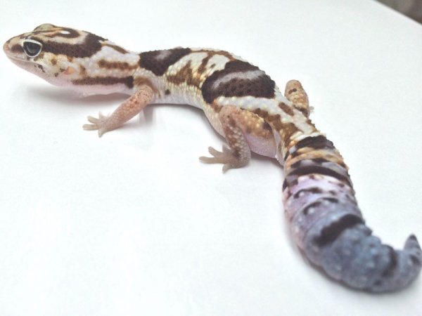 画像4: ホワイトアウト　♂　ニシアフリカトカゲモドキ (4)