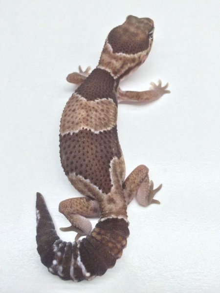 画像4: ノーマルダブルヘテロキャラメルズールー ニシアフリカトカゲモドキ (4)