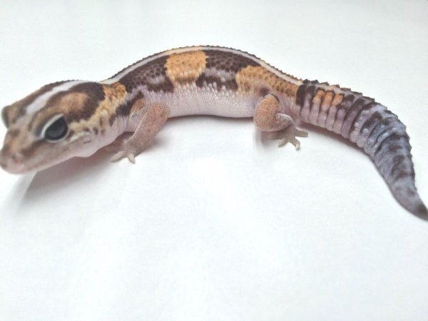 画像4: ノーマルヘテロゴースト　♀　ニシアフリカトカゲモドキ (4)