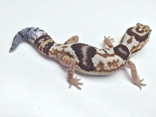 画像3: ホワイトアウト　♂　ニシアフリカトカゲモドキ (3)