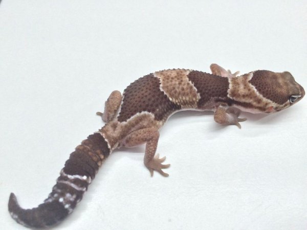画像6: ノーマルダブルヘテロキャラメルズールー ニシアフリカトカゲモドキ (6)