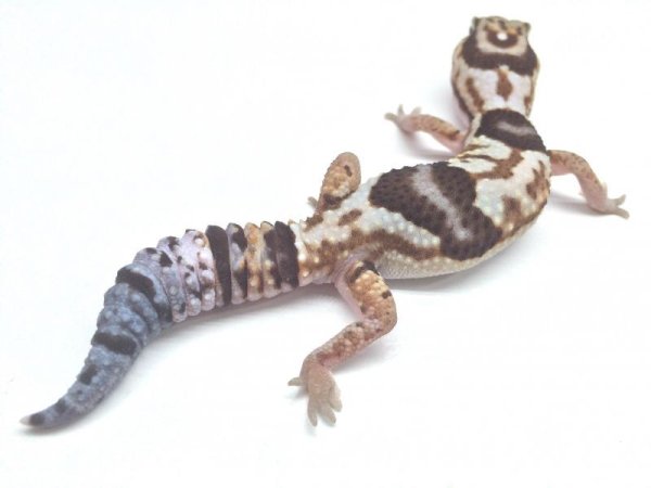 画像2: ホワイトアウト　♂　ニシアフリカトカゲモドキ (2)