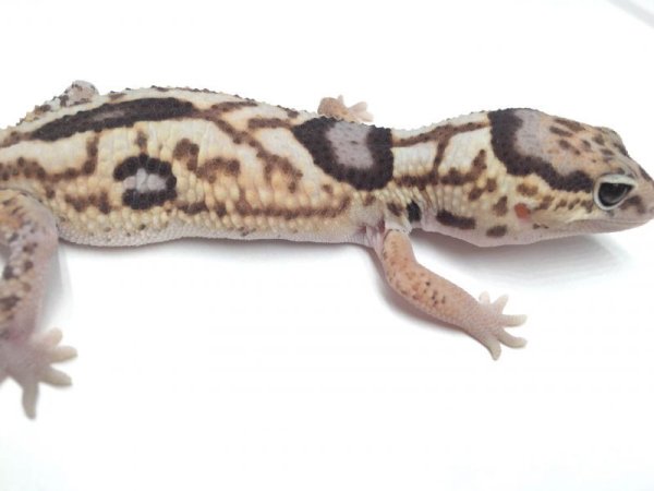 画像2: ご売約　ホワイトアウトヘテロゴースト　♀　ニシアフリカトカゲモドキ (2)