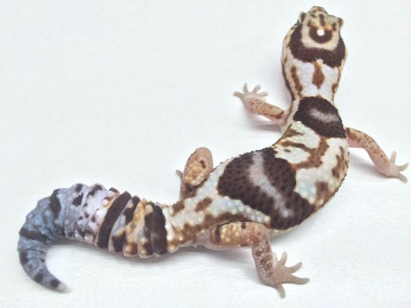 画像5: ホワイトアウト　♂　ニシアフリカトカゲモドキ (5)