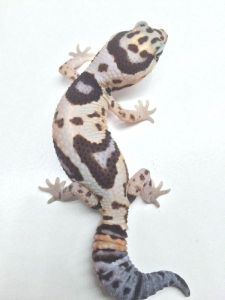 画像5: ホワイトアウト　♀　ニシアフリカトカゲモドキ (5)