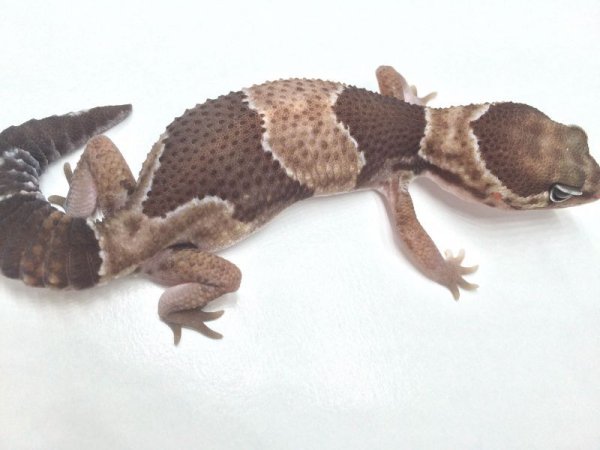 画像5: ノーマルダブルヘテロキャラメルズールー ニシアフリカトカゲモドキ (5)
