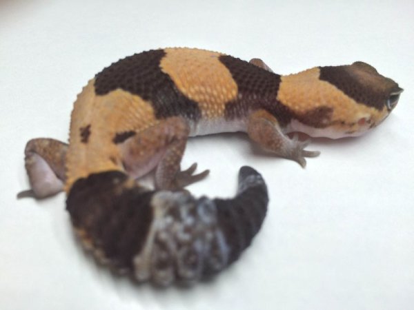 画像5: ノーマル（ホワイトアウトシブリング）B個体　メス　ニシアフリカトカゲモドキ (5)