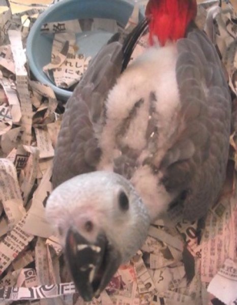 画像2: ヨウムＰＨＢＩＩ１Ｉ９４５男の子（お迎え頂きました） (2)