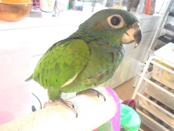 画像4: アケボノインコＰＨＢＩＩ９Ｅ３４１★男の子（お迎え頂きました） (4)