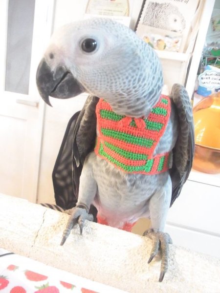 画像2: ヨウムＰＨＢＩＩ１Ｉ９３８男の子（ご売約頂きました） (2)