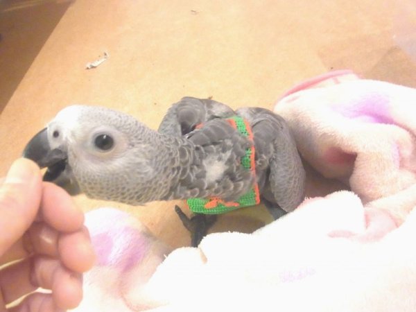 画像4: ヨウムＰＨＢＩＩ１Ｉ９４５男の子（お迎え頂きました） (4)