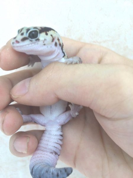 画像6: ホワイトアウト　♀　ニシアフリカトカゲモドキ (6)