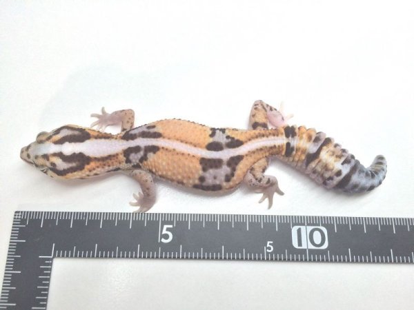画像6: ホワイトアウトストライプ　♀　ニシアフリカトカゲモドキ (6)