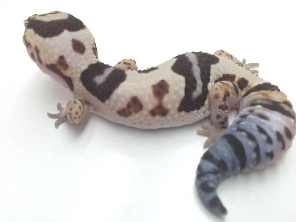 画像3: ホワイトアウト　♀　ニシアフリカトカゲモドキ (3)