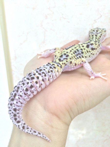 画像6: マックスノーエクリプス　スネークアイ（ヘテロギャラクシー）　メス　ペア販売割引あり (6)