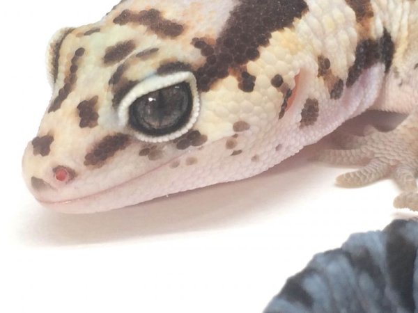 画像4: ホワイトアウト　♀　ニシアフリカトカゲモドキ (4)