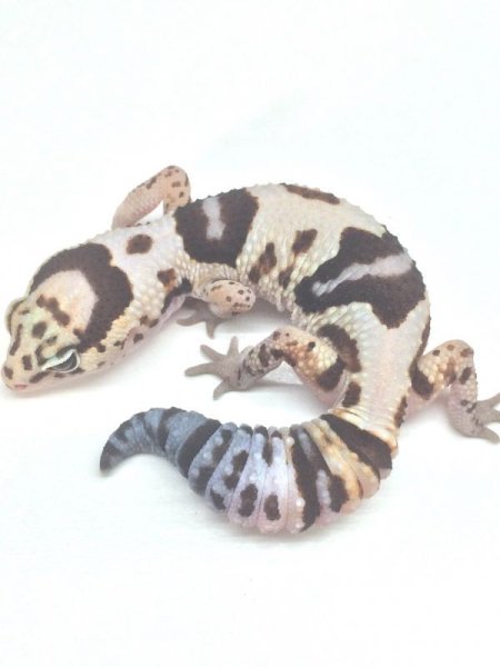 画像5: ホワイトアウト　♀　ニシアフリカトカゲモドキ (5)