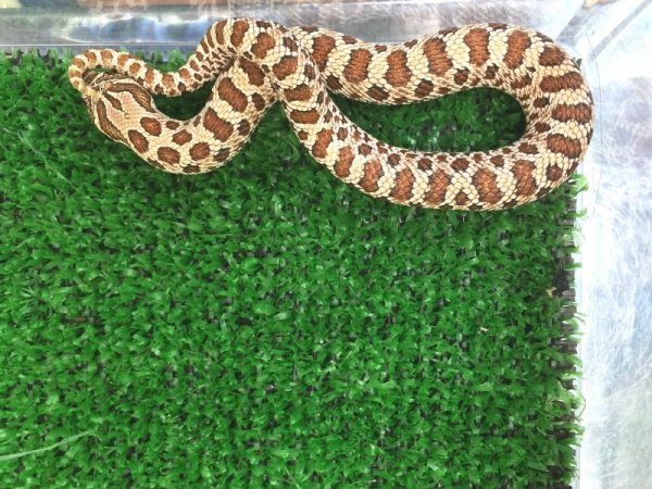 画像5: セイブシシバナヘビベビー　♂♀ペア　  (5)
