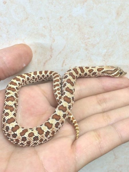 画像2: セイブシシバナヘビベビー　♂♀ペア　  (2)