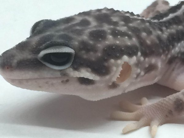 画像5: スーパーマックスノー　♂　ヒョウモントカゲモドキ (5)