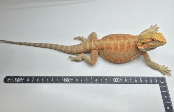 画像4: フトアゴヒゲトカゲ☆ＵＳＣＢレッドレザーバック (4)