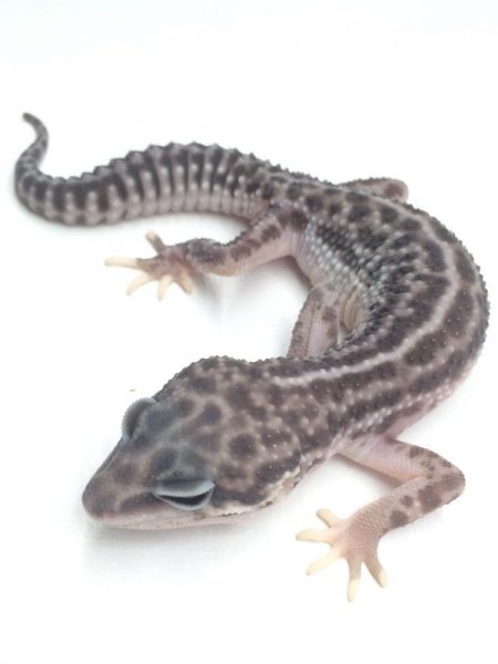 画像2: スーパーマックスノー　♂　ヒョウモントカゲモドキ (2)