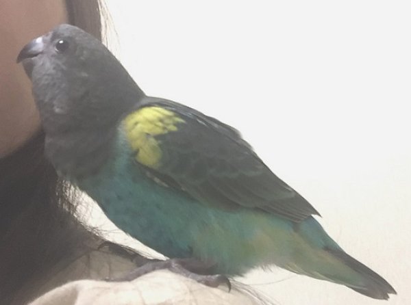 画像5: ムラクモインコＰＨＢＩＩ８Ｆ３７２女の子（ご売約頂きました） (5)